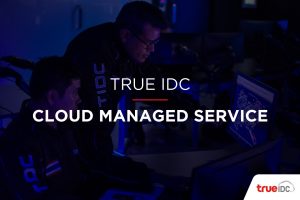 True Idc Cloud Managed Service Article Cover